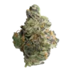 GMO Strain